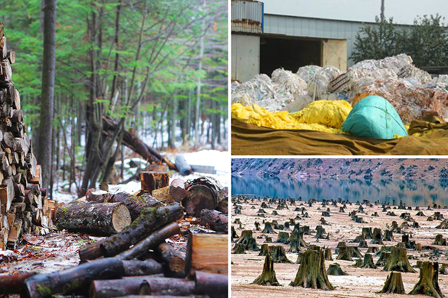 World-Forest-Day-2